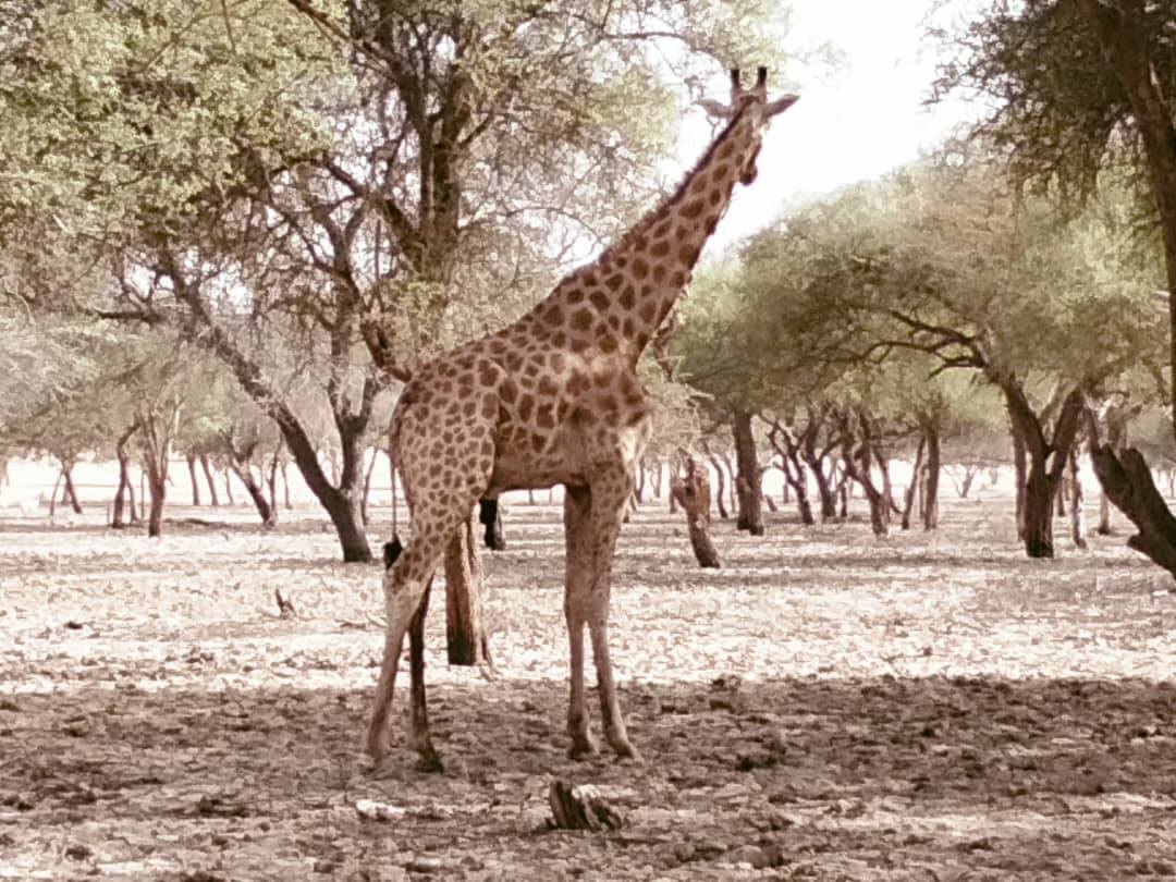 Équipe soignant un girafon