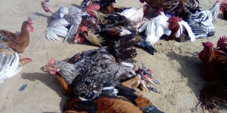 Marché d'Ati : la volaille devient inaccessible pour de nombreux foyers