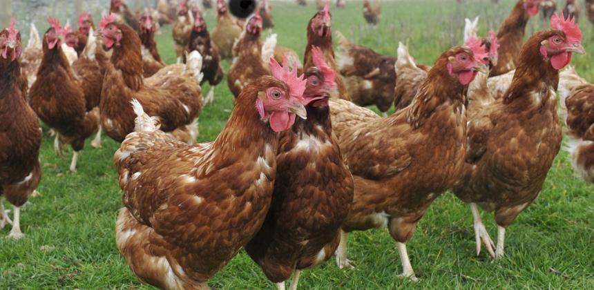 Élevage de poulet au Gabon